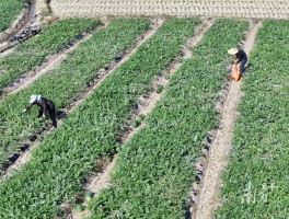 新疆人，吃上了阳江瓜