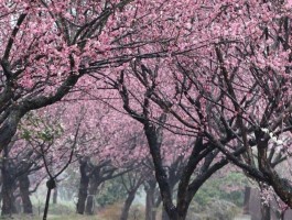 金山春日顶流上线！4条线路“解锁”限定美好