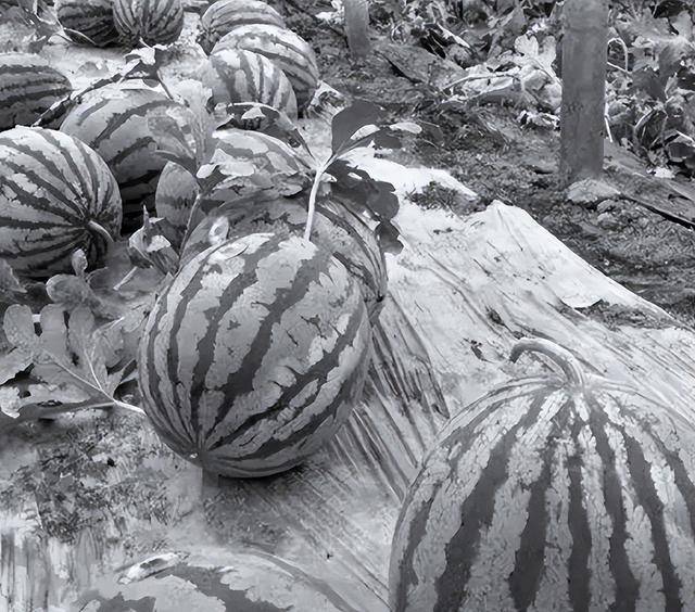 乾隆在路边吃瓜,连连称赞瓜甜,走出百米后突然下令:处死瓜农