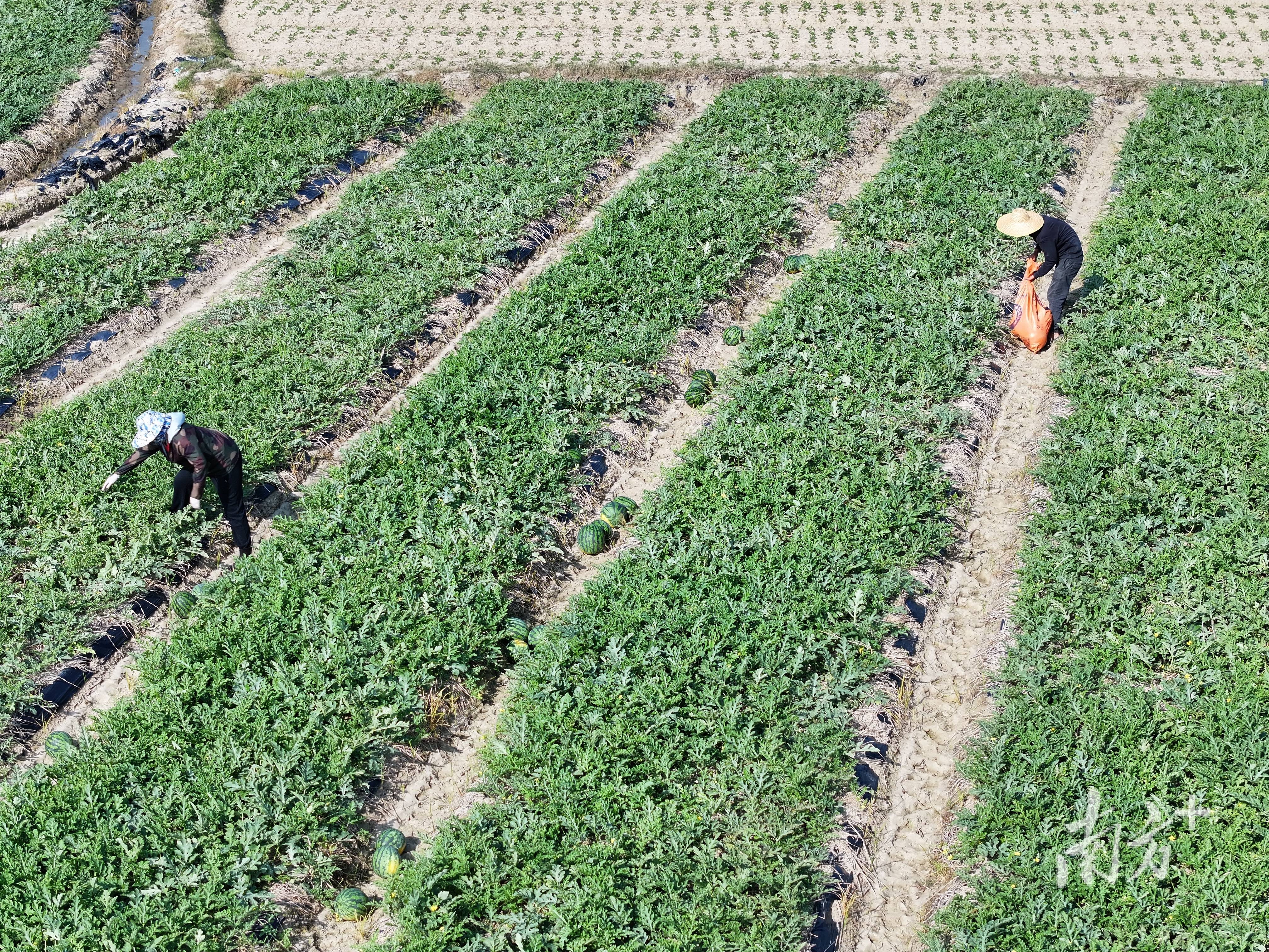 新疆人,吃上了阳江瓜