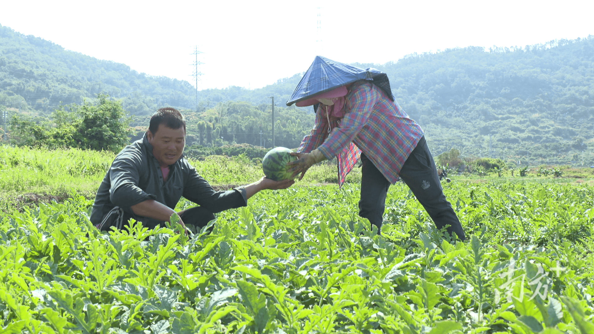 新疆人,吃上了阳江瓜