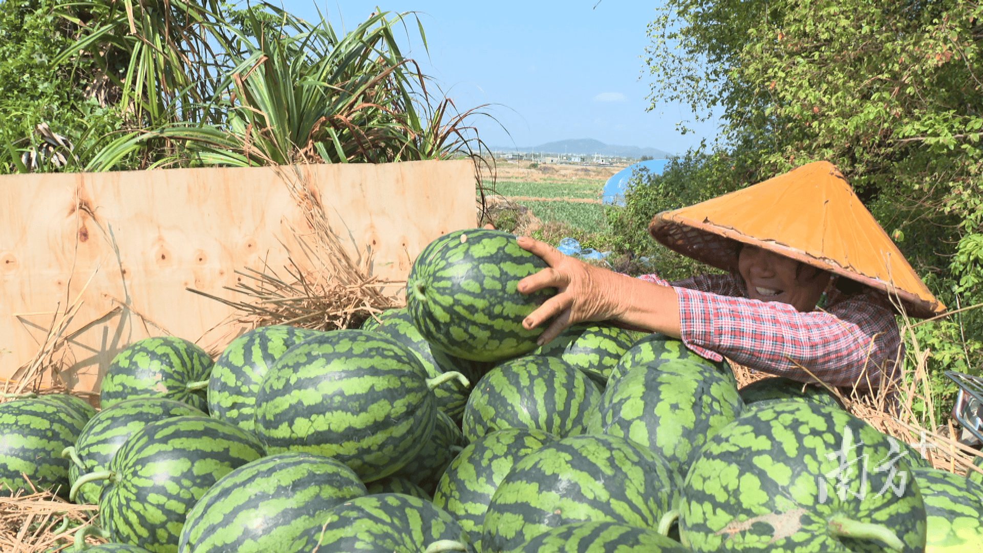 新疆人,吃上了阳江瓜