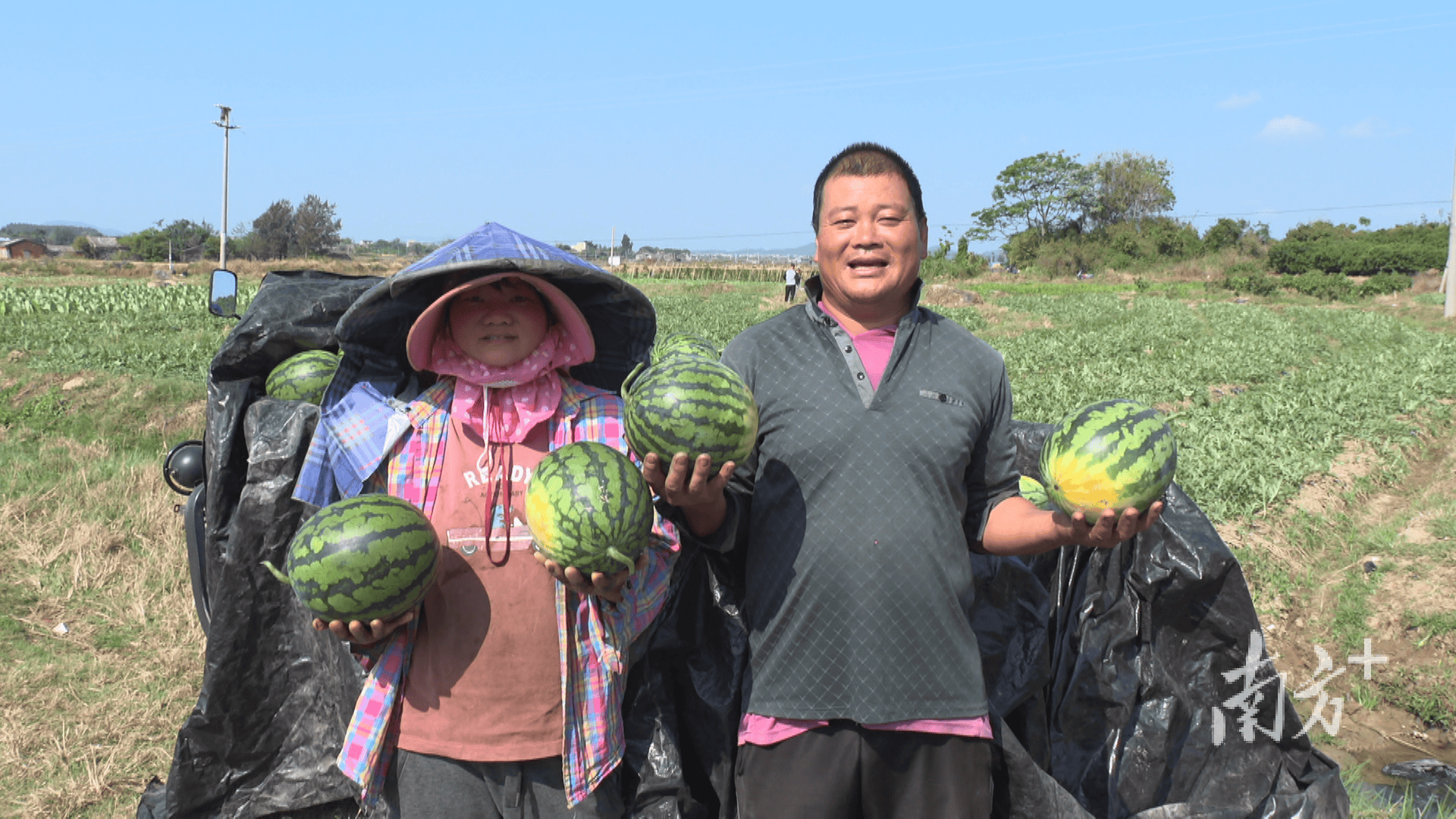 新疆人,吃上了阳江瓜